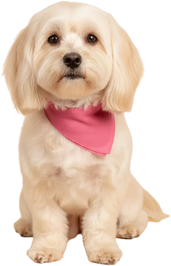 Coquito, un bichón habanero recién bañado, con su bandana rosada